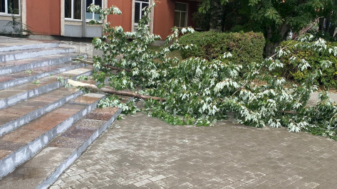 Сильный ветер сломал в Воронеже 41 дерево