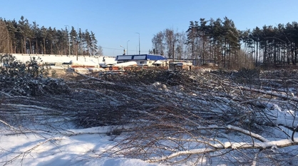 Ущерб от вырубленных деревьев на улице Планетной в Воронеже составил 2,5 млн рублей