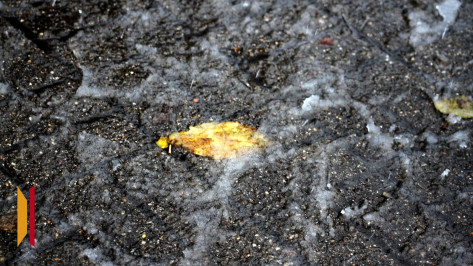 Воронежцев предупредили о тумане и гололеде