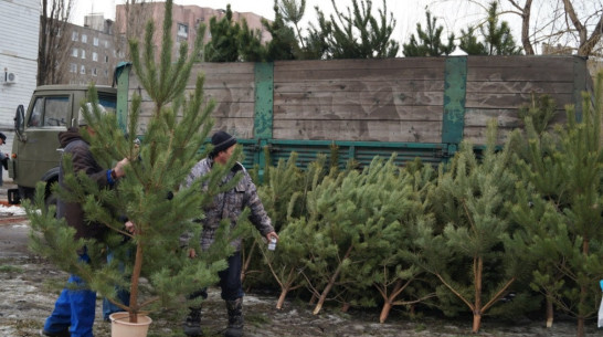 В Воронежской области безработный попытался украсть елку с базара