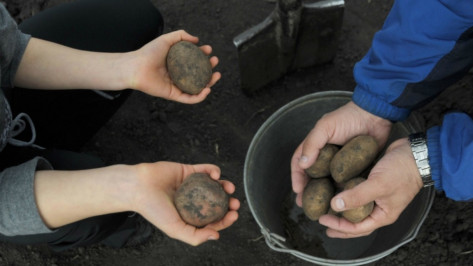 Попытавшийся передать заключенным наркотики в картофеле воронежец получил 3,5 года колонии