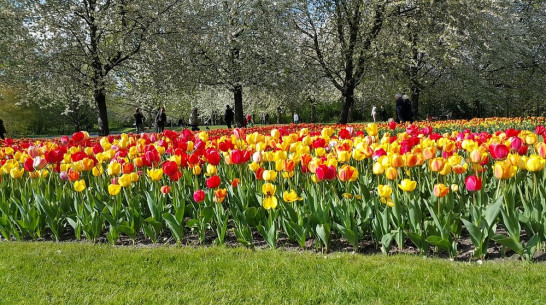 В Бутурлиновке посадят более 100 тыс тюльпанов 