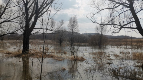 В Воронежской области затопило 6 низководных мостов