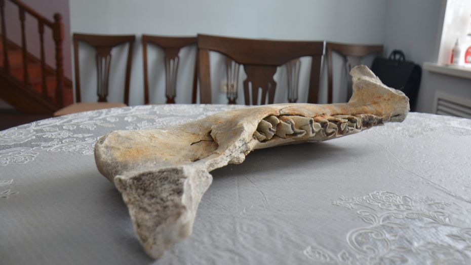 Житель Верхнемамонского района нашел челюсть доисторического животного