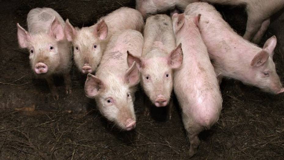В Воронежской области поголовье свиней выросло вдвое за год
