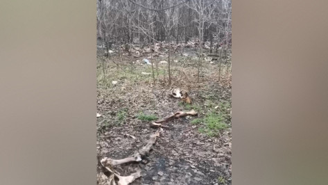 В Воронеже в ЖК «Озерки» нашли кости животных