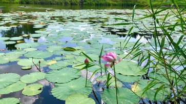 Экологи прокомментировали жалобу на «болото» вблизи пруда с лотосами под Воронежем