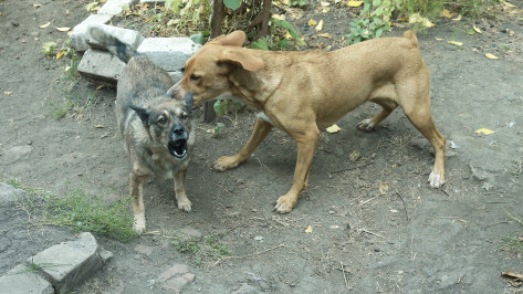 Воронежцы пожаловались на стаю агрессивных собак в Коминтерновском районе