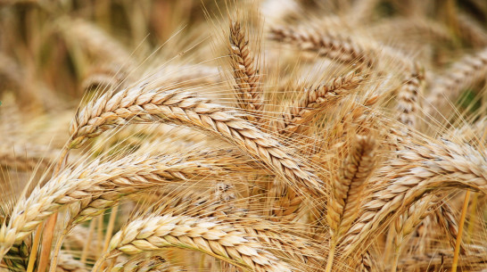 Аграрии Воронежской области собрали 3 млн тонн зерна