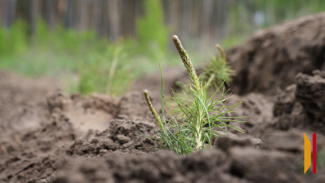 В Левобережном лесничестве Воронежа посадят 7,5 га соснового леса