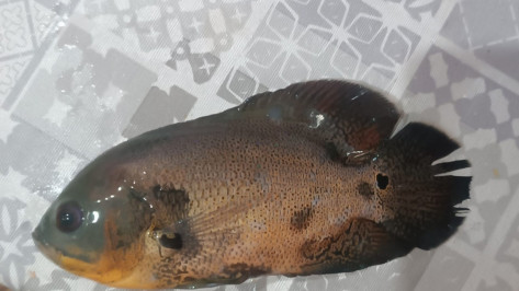 В водохранилище Нововоронежа выловили рыбу из Южной Америки