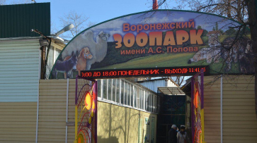Воронежский зоопарк пригласил добровольцев на уборку