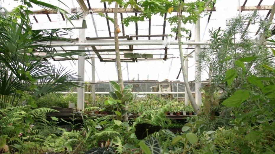 Руководство вуза планирует устранить экологические проблемы Ботанического сада ВГУ 