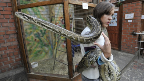 В новогоднем представлении в воронежском зоопарке будет участвовать живая змея