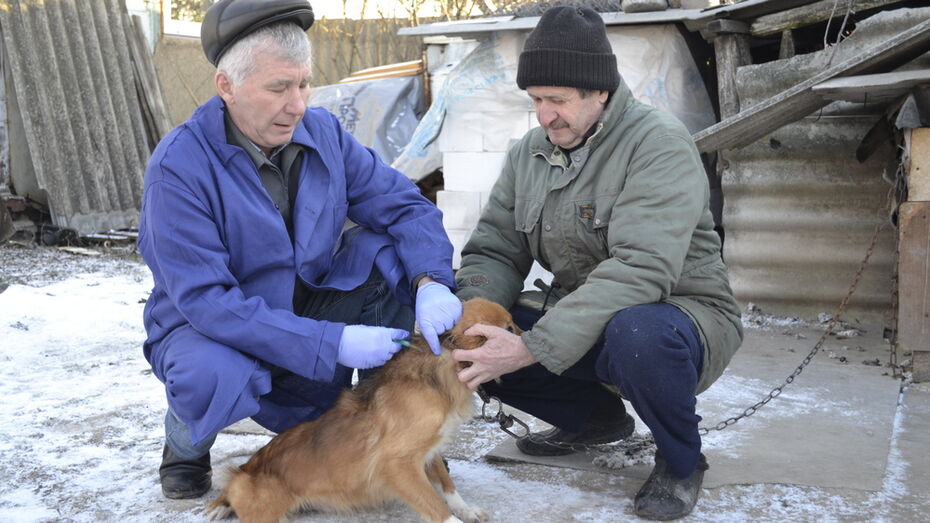 В Грибановском районе от бешенства привьют более 7 тыс домашних животных
