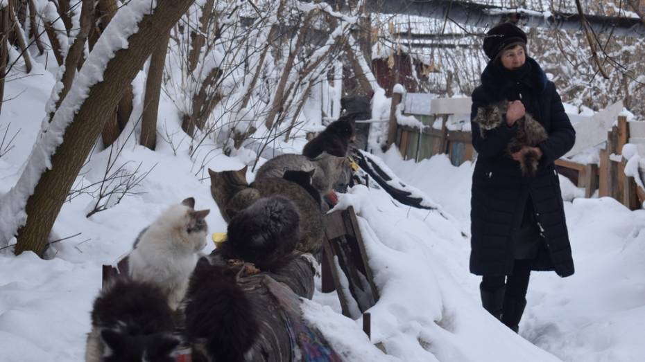 Пенсионерка из Грибановки попросила помочь 50 питомцам «кошачьего общежития»