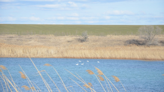В Павловский район на месяц раньше вернулись белые лебеди