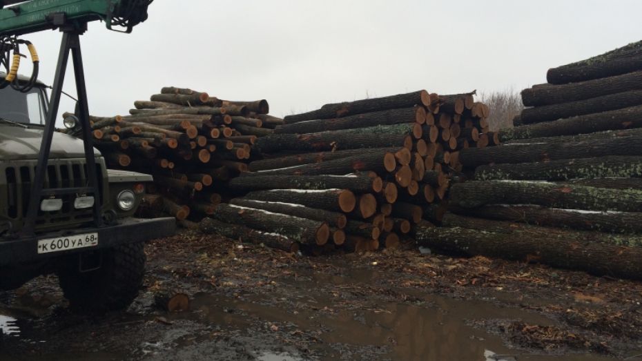  В Воронежской области 3 дровосека отправятся в колонию за вырубку 150 дубов