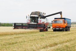 Воронежским сельхозпредприятиям доступны более 50 мер господдержки