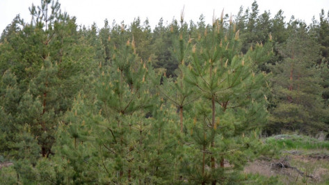 Глава воронежского Росреестра рассказала о реализации закона «О лесной амнистии»