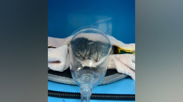 Воронежец спас двух котят, которые чуть не утонули в водохранилище