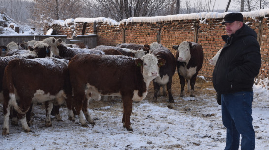Грибановский фермер получил грант 9 млн рублей на развитие животноводства