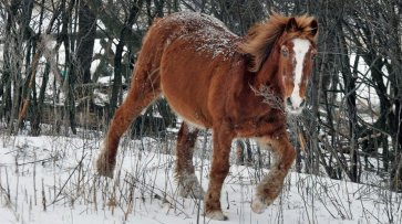 Житель Пензы лишился 100 тыс рублей при покупке лошади в Терновском районе