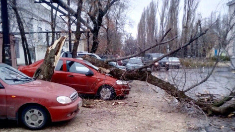 В Левобережном районе Воронежа дерево упало на иномарку