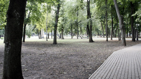 В Воронеже высадили 3 тыс деревьев весной 2017 года