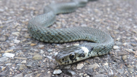 Найденного в Воронеже ужа выпустят около Усманки