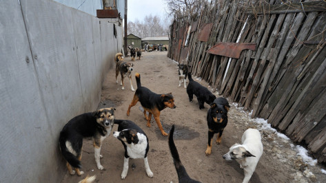 В Воронеже на стерилизацию бродячих собак дополнительно направят до 13 млн рублей