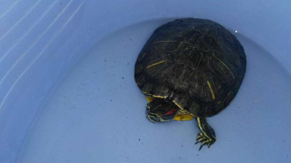  Житель Поворино нашел на улице красноухую черепаху