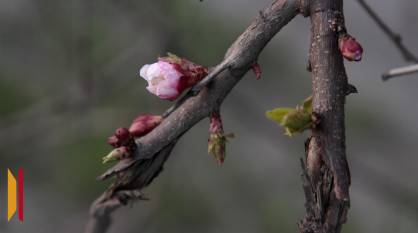 Последние апрельские выходные в Воронеже будут теплыми и дождливыми