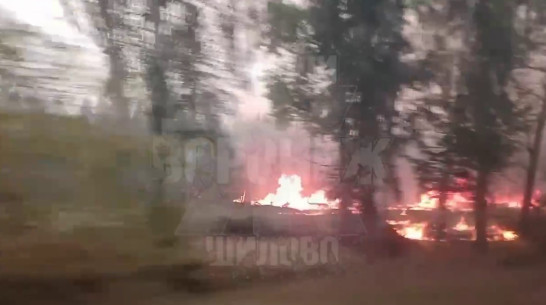 Лесной пожар в воронежском Шилово сняли на видео