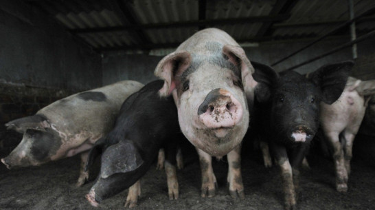 Новохоперские фермеры спрятали 19 свиней после вспышки АЧС