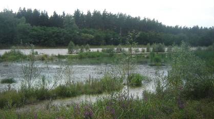 Пересохшее озеро Чистое в Воронежском заповеднике начало наполняться водой