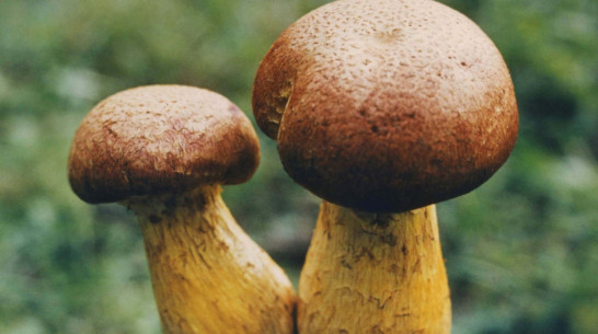С начала 2018 года в Воронежской области 8 человек отравились грибами