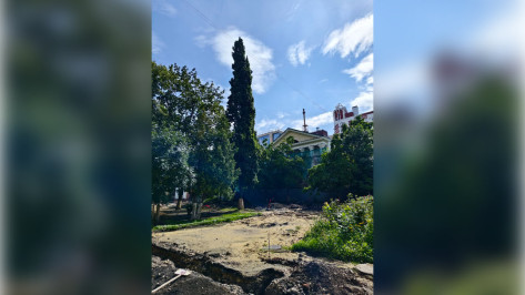 Воронежцам рассказали о судьбе деревьев при реконструкции бульвара Карла Маркса