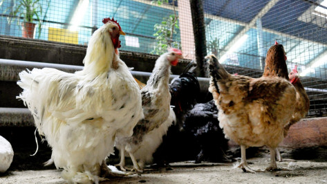 Из-за вспышки гриппа на фабрике в Воронежской области уничтожат более 1,2 млн птиц
