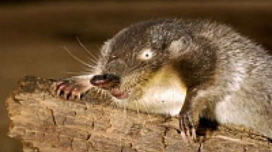 В Хоперском заповеднике пересчитают выхухолей