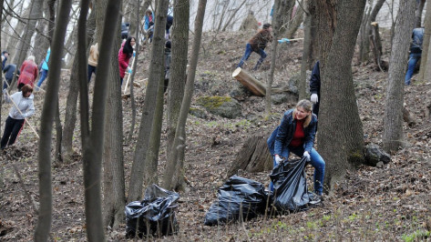 В Воронежской области за год очистили от мусора 330 га леса