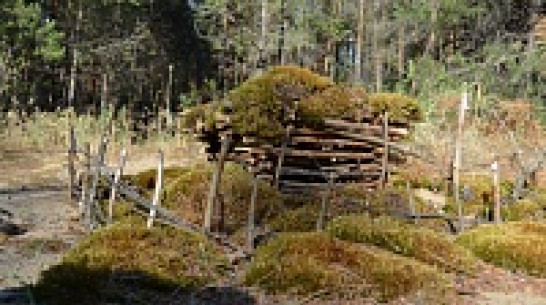 В Богучаре ищут строителя избушки из веток и мха