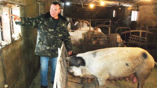 Фермер из Кантемировского района оборудовал свинарник камерой видеонаблюдения