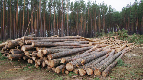Полицейские задержали нарубившего дров почти на 13 млн рублей воронежца