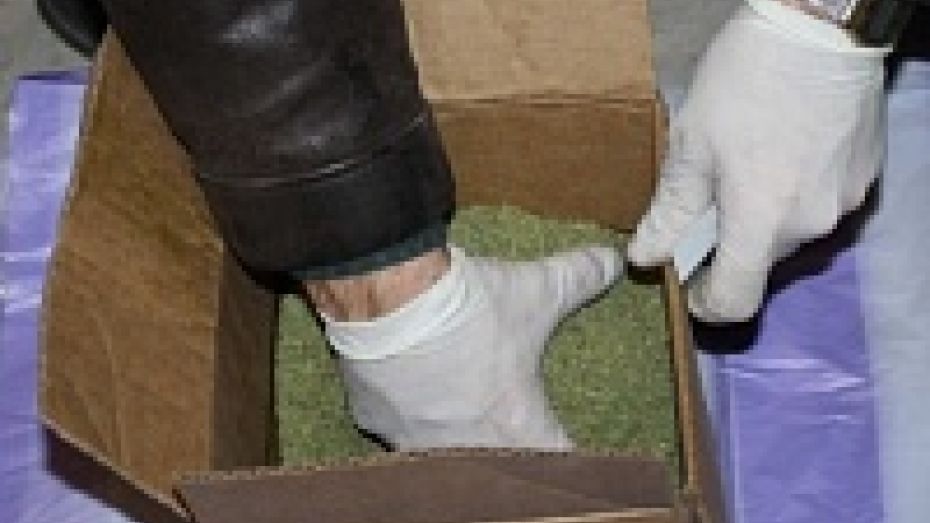 В подвале многоэтажки в Россоши нашли два кг марихуаны