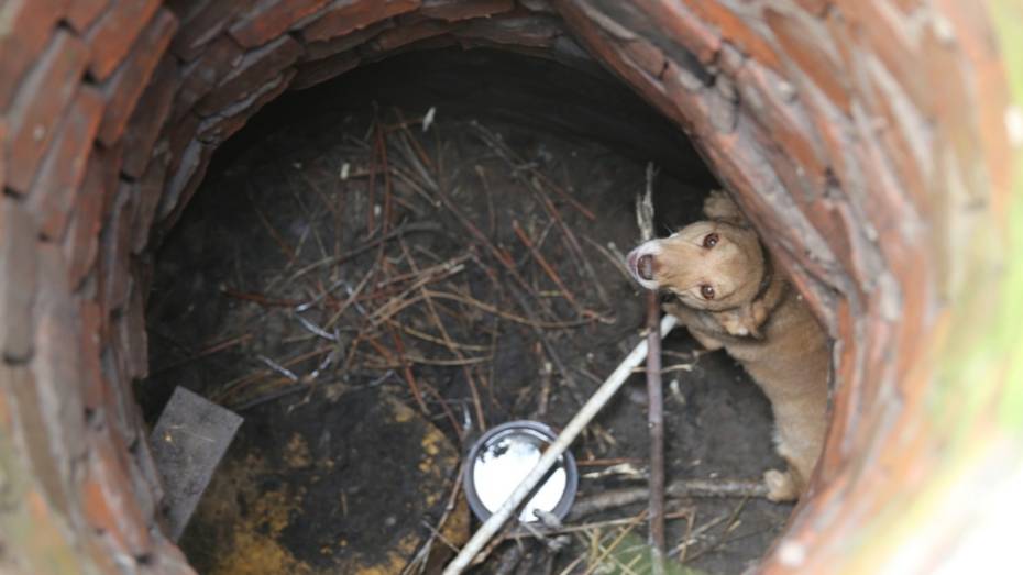В Боброве сотрудники МЧС спасли упавшую в колодец собаку