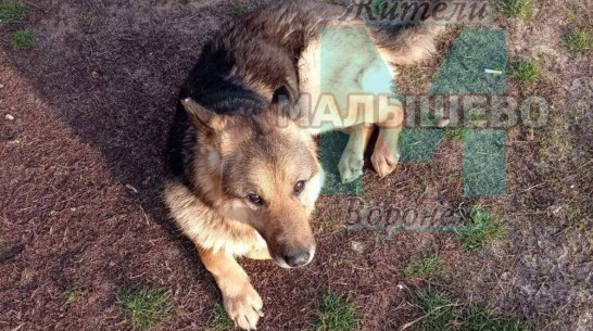 Покусавшая детей в Воронеже собака может быть домашней
