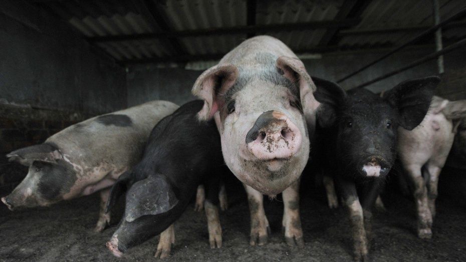Под Воронежем уничтожили 20 свиней в первой угрожаемой зоне АЧС