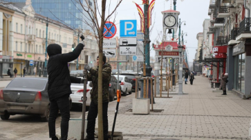 В Воронеже началась высадка кленов на проспекте Революции