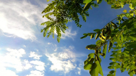 Тепло вернется в Воронеж в выходные 